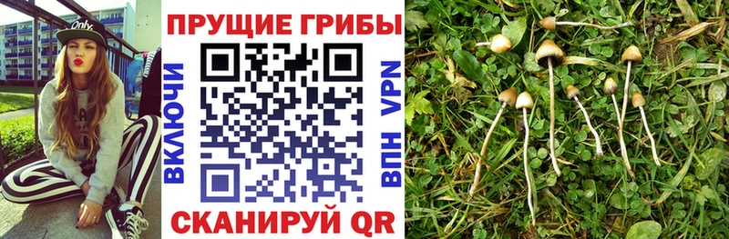 площадка какой сайт  Ачинск  Псилоцибиновые грибы мухоморы 
